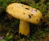 Lactarius repraesentaneus image