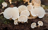 Panellus pusillus image