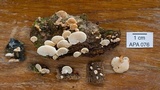 Panellus pusillus image