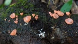 Cookeina speciosa image