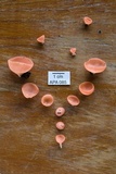 Cookeina speciosa image