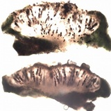 Rinodina teichophila image