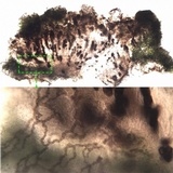 Rinodina teichophila image