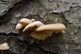 Pleurotus pulmonarius image