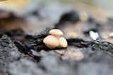 Pleurotus pulmonarius image