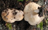 Lactarius musteus image