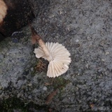 Heliocybe sulcata image