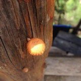 Heliocybe sulcata image