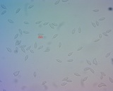 Hemimycena candida image