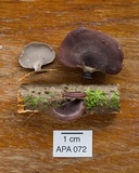 Polyporus ianthinus image