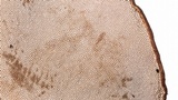 Polyporus ianthinus image