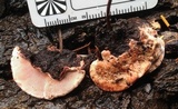 Fomitopsis cajanderi image