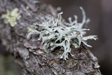 Pseudevernia intensa image