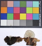 Hemimycena candida image