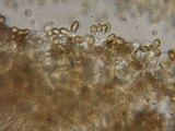Cortinarius obtusus image