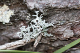 Pseudevernia intensa image