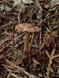 Cortinarius helobius image