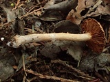 Cortinarius helobius image