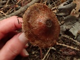 Cortinarius helobius image