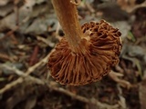 Cortinarius helobius image