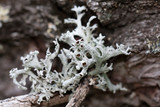 Pseudevernia intensa image