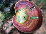 Ganoderma curtisii image