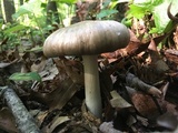 Megacollybia rodmanii image