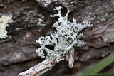 Pseudevernia intensa image