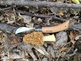Morchella americana image