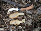 Morchella americana image