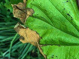 Phyllosticta hamamelidis image