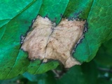 Phyllosticta hamamelidis image