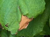 Phyllosticta hamamelidis image