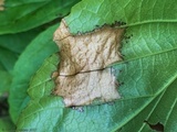 Phyllosticta hamamelidis image