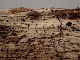 Natantiella ligneola image