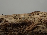 Natantiella ligneola image