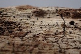 Natantiella ligneola image