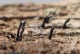 Natantiella ligneola image