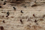 Natantiella ligneola image