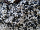 Lecidea tessellata image