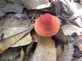 Cortinarius marylandensis image