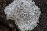 Lecanora muralis image