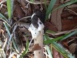 Amanita amerifulva image