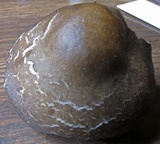 Melanoleuca angelesiana image