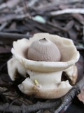 Geastrum triplex image