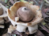 Geastrum triplex image