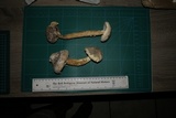Battarrea stevenii image