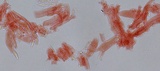 Mycena sanguinolenta image