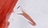 Mycena sanguinolenta image