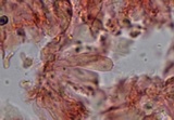 Mycena sanguinolenta image